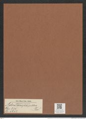 Asterolampra pulchra Grev. (de-Toni-Nr.: Genus 235, Species 5653) Zeichnungen Sammlung Grunow Mappe 05213 (Herbarium_W_Grunow_drawings_Folder_05213)